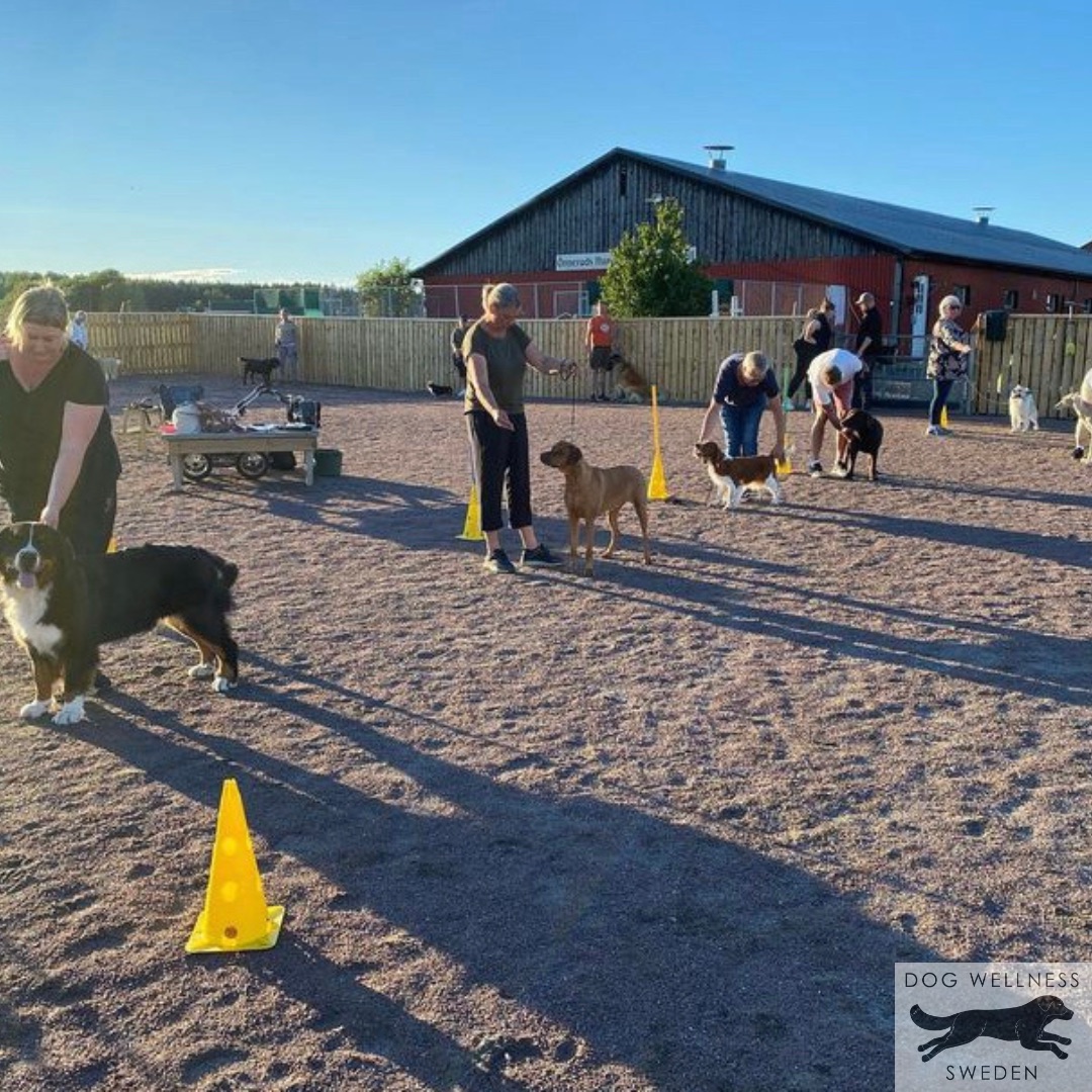 Hundkurs Hundträning Ringträning Utställning Hundutställning Hundsalong Hund Hundfrisör Kloklipp Hundbad Kil Karlstad Värmland Hundmassage Hundklipp Dog Wellness Sweden