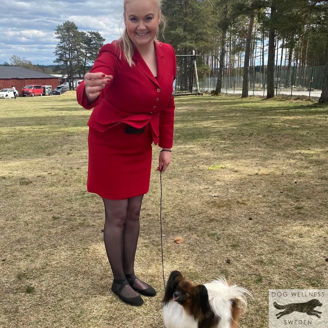 Hundkurs Hundträning Ringträning Utställning Hundutställning Hundsalong Hund Hundfrisör Kloklipp Hundbad Kil Karlstad Värmland Hundmassage Hundklipp Dog Wellness Sweden