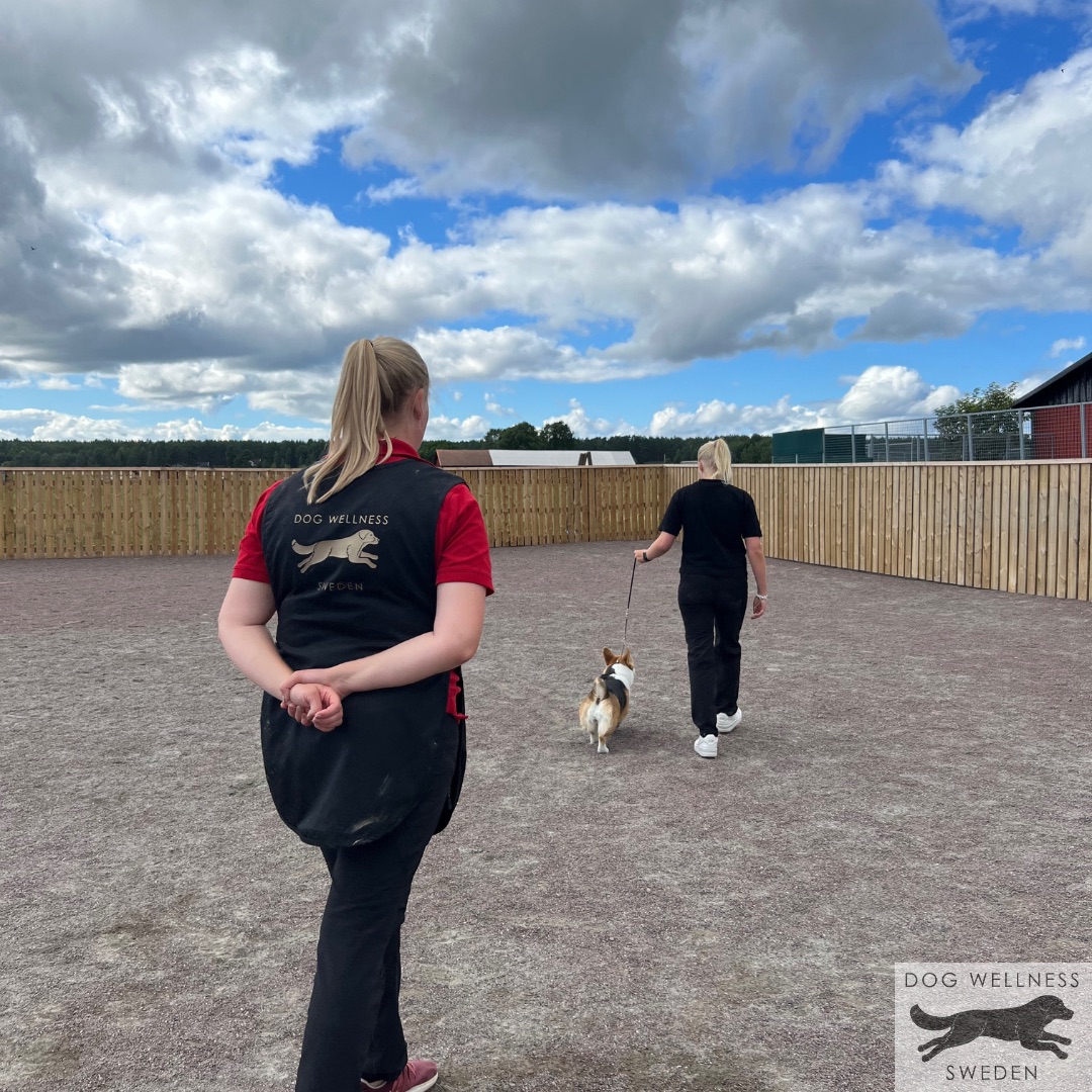 Hundkurs Hundträning Ringträning Utställning Hundutställning Hundsalong Hund Hundfrisör Kloklipp Hundbad Kil Karlstad Värmland Hundmassage Hundklipp Dog Wellness Sweden