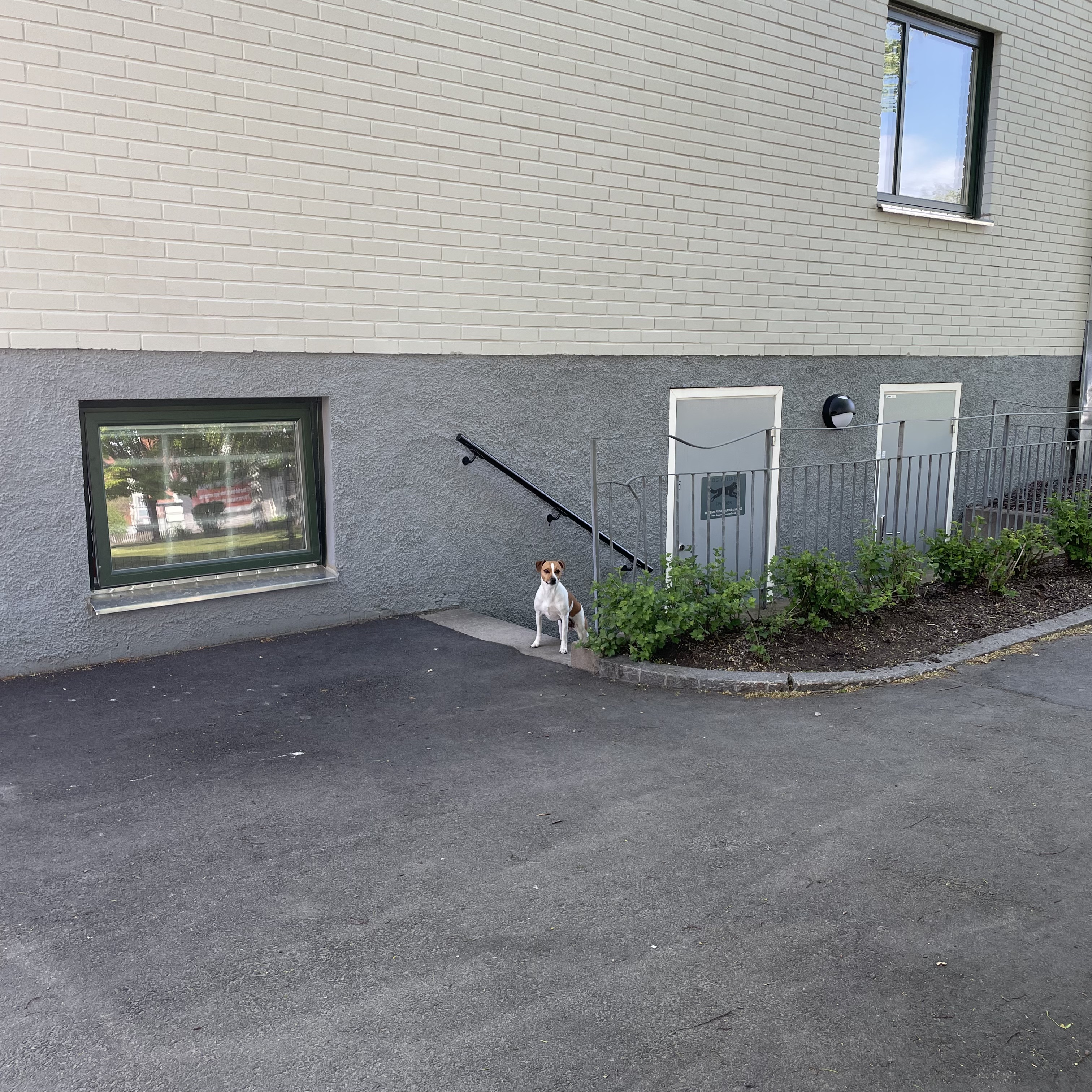 Hundkurs Hundträning Hundsalong Hund Hundfrisör Kloklipp Hundbad Kil Karlstad Värmland Hundmassage Hundklipp Dog Wellness Sweden